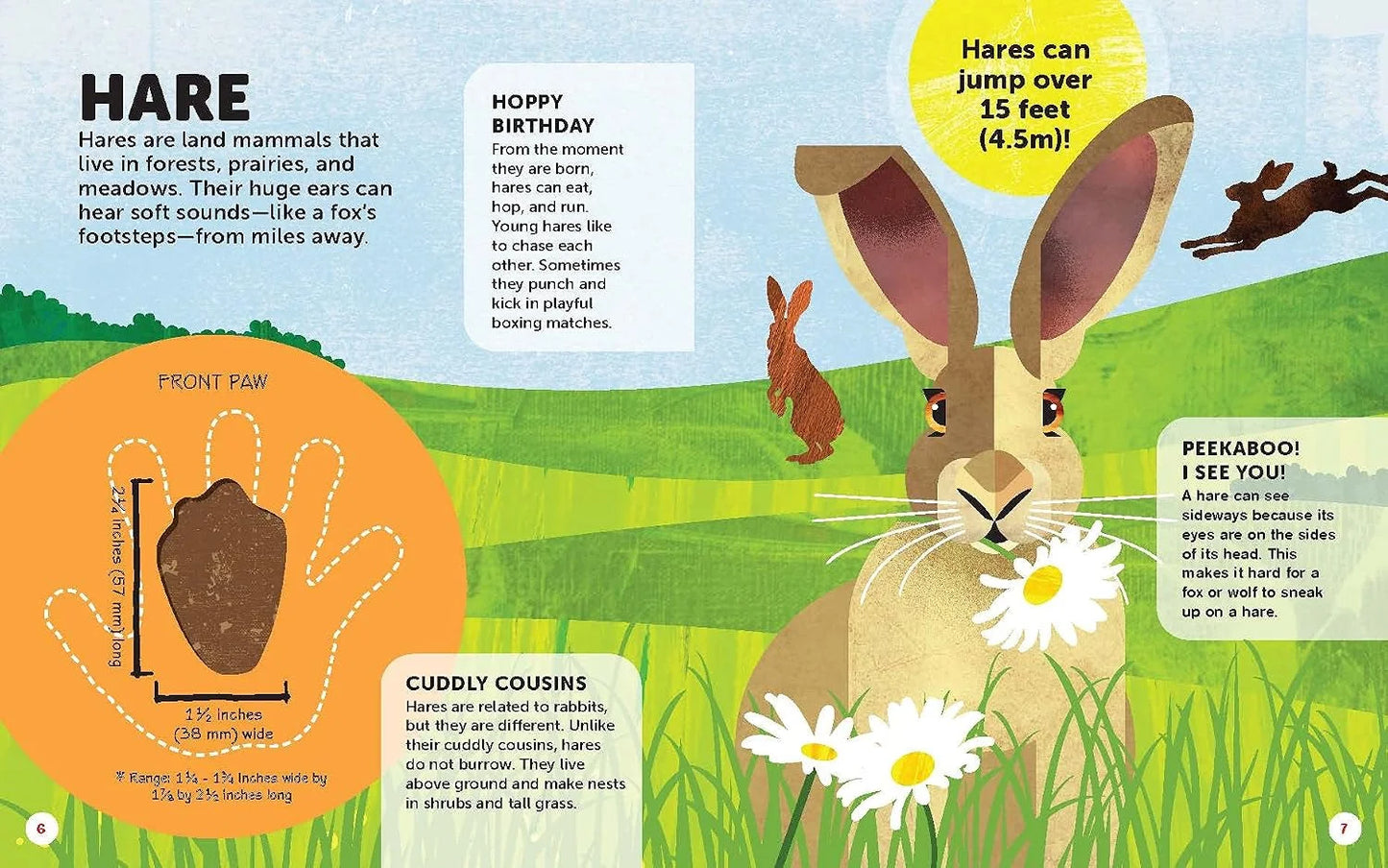 How Big Is Your Paw? Forest Animals