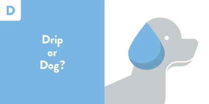 Dog silhouette with a blue droplet and text 'Drip or Dog?' on a blue and white background