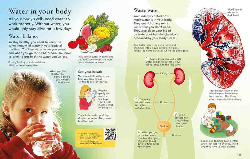 Educational illustration about water balance in the body with a child drinking water.