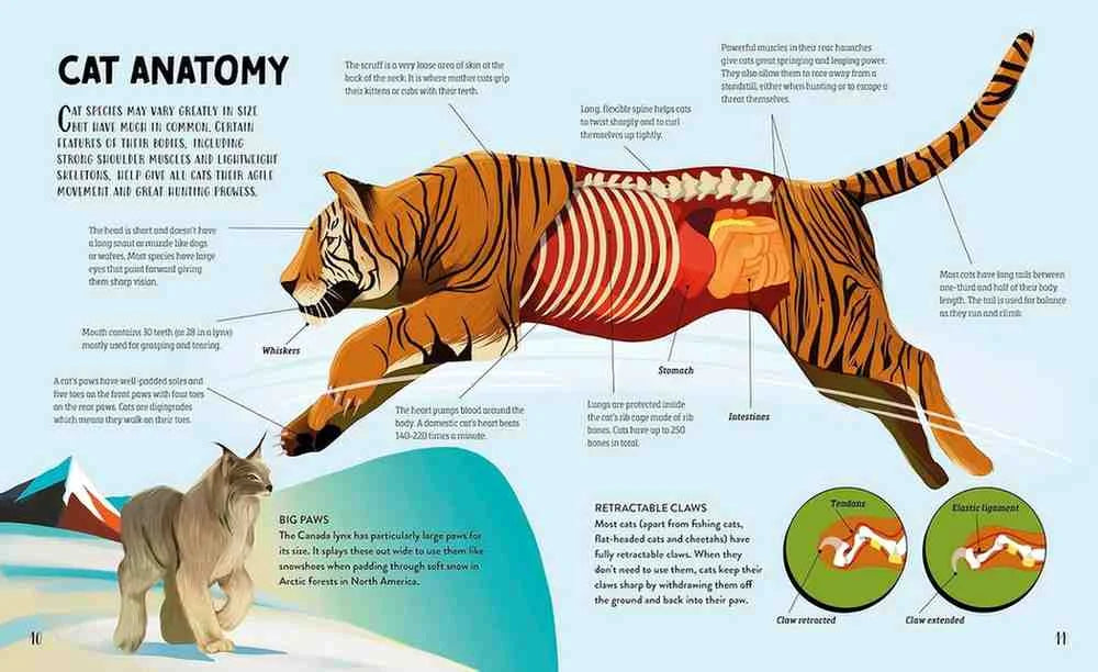 The Furry Histories of Cat